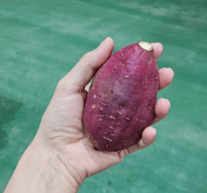 [6시 내고향] 김제 햇고구마 황토고구마 밤고구마 심지없는 고구마 택배 주문 판매처 대가마을 주호네고구마