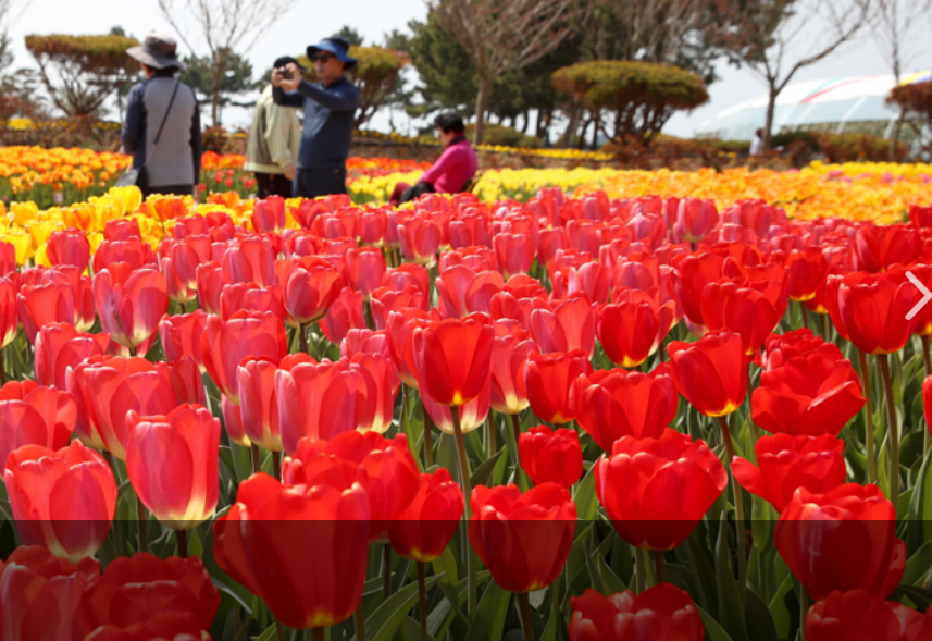태안 튤립축제