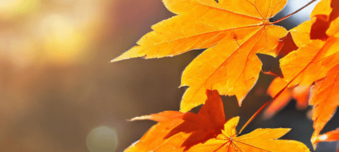 지리산 피아골 단풍 축제일정 확인하기