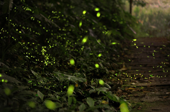 빛나는 생명체, 그리고 그 비밀을 이용하는 과학
