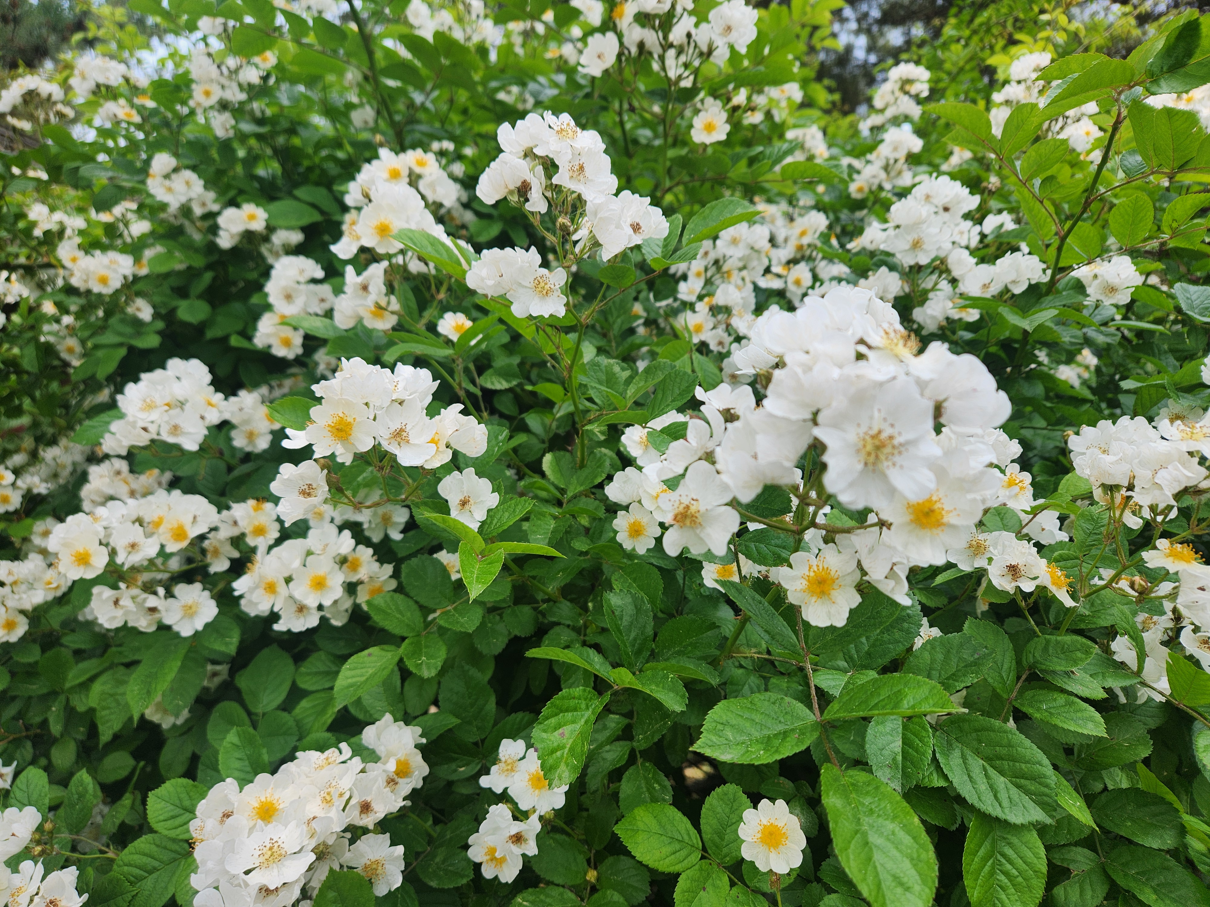 흰색 찔레꽃과 진한 녹색 잎의 조화