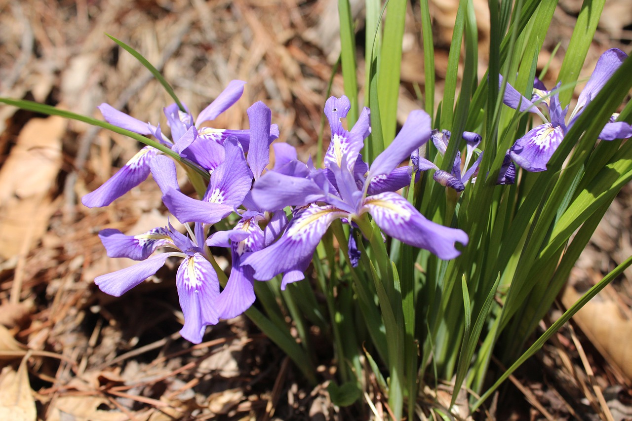 수리산에 핀 각시붓꽃