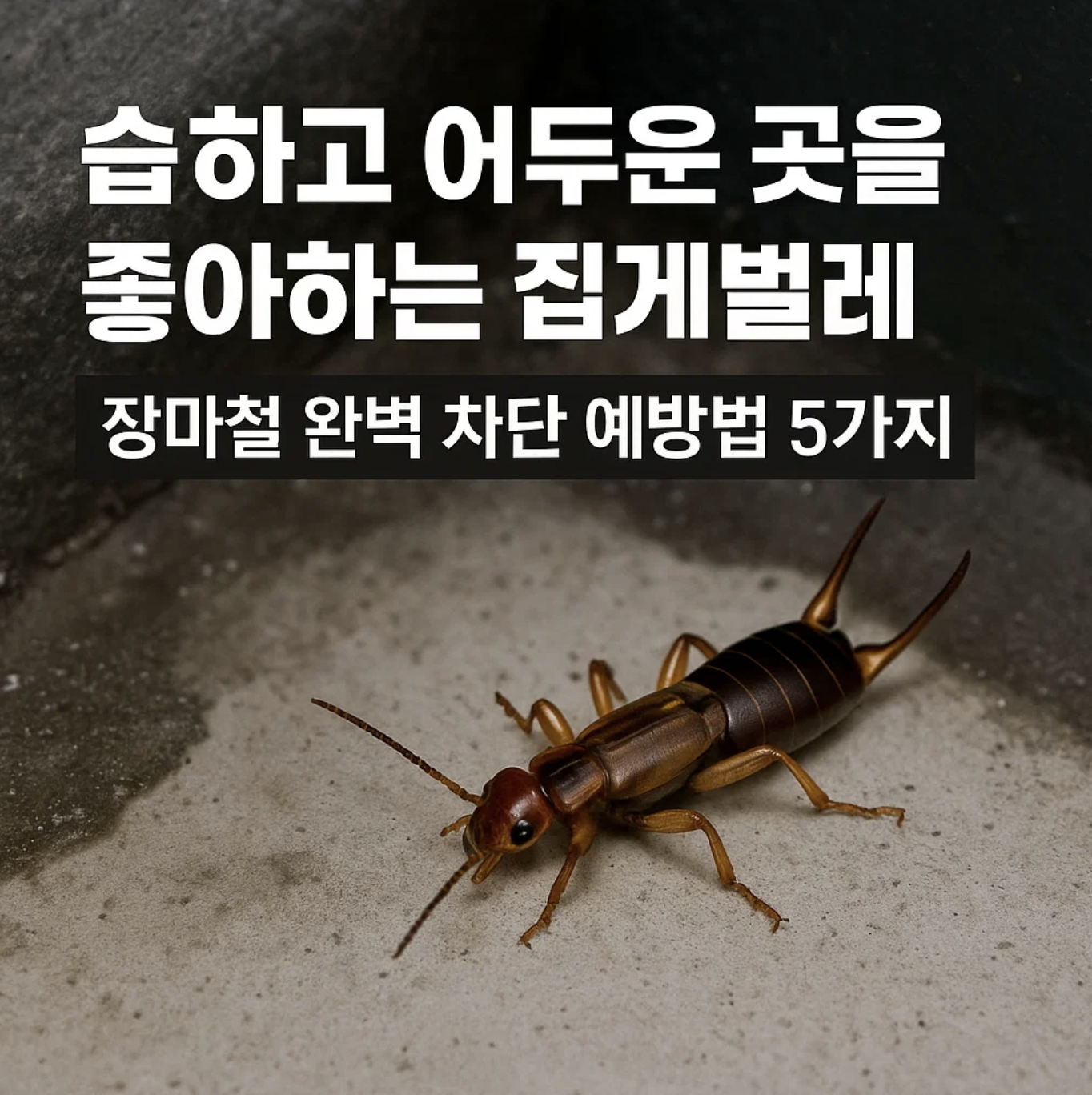 습하고 어두운 곳을 좋아하는 집게벌레, 장마철 완벽 차단 예방법 5가지