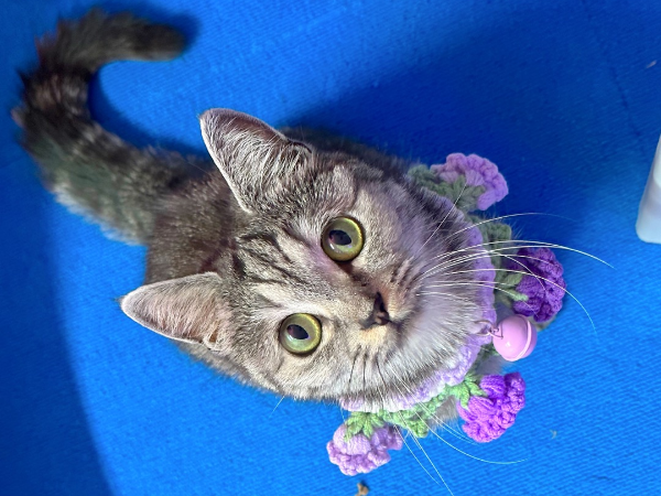 고양이 행동 언어