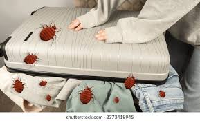 빈대 물린자국 : 빈대 퇴치법&amp;#44; 증상&amp;#44; 예방법