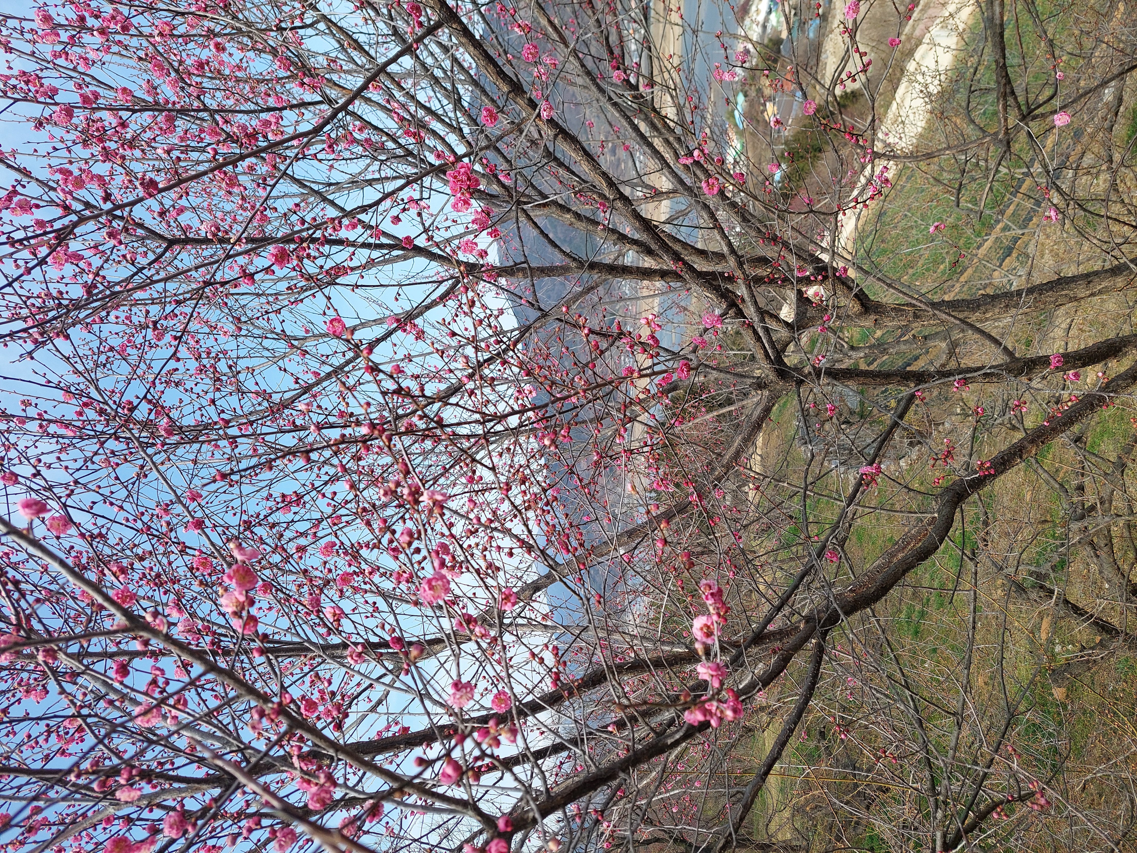 쫓비산