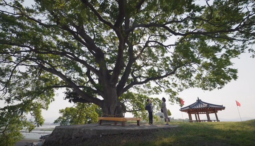 [드라마 다시보기 추천] 이상한 변호사 우영우 8화 줄거리 - 우영우출생의 비밀&#44; 친엄마 태수미
