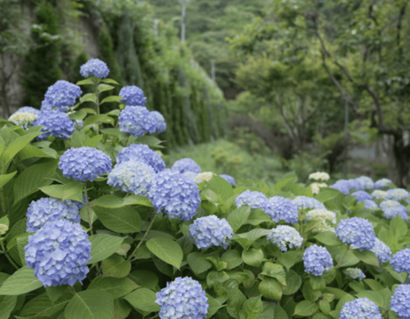진주 월아산 수국축제