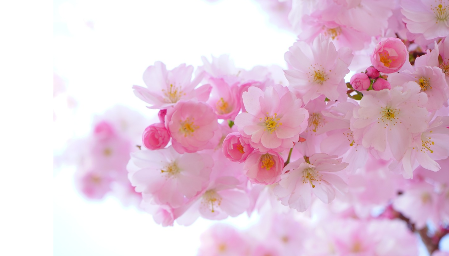 서울에서 즐기는 봄 여행