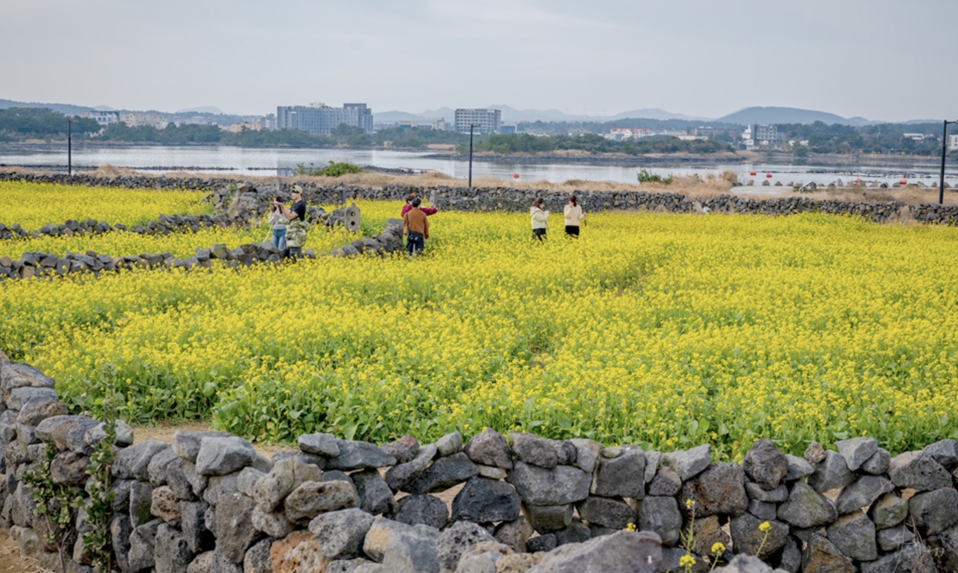 유채꽃과 청보리가 아름다운 가파도 여행