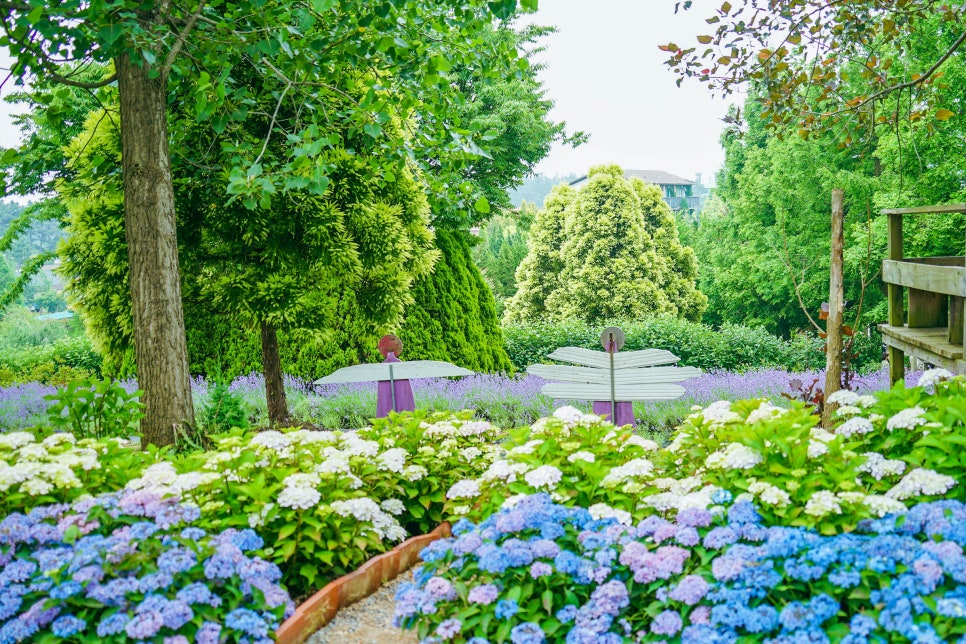 태안 팜카밀레 수국