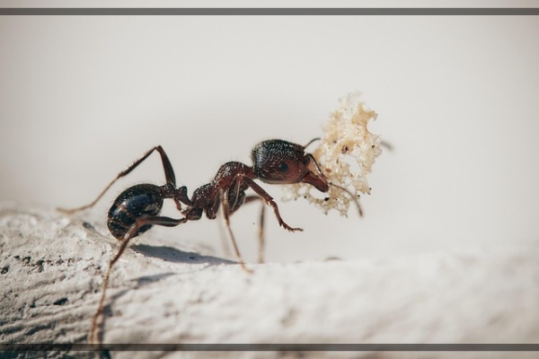 지구가 아파요. 8 발레아리스 개미, 작지만 중요한 개미