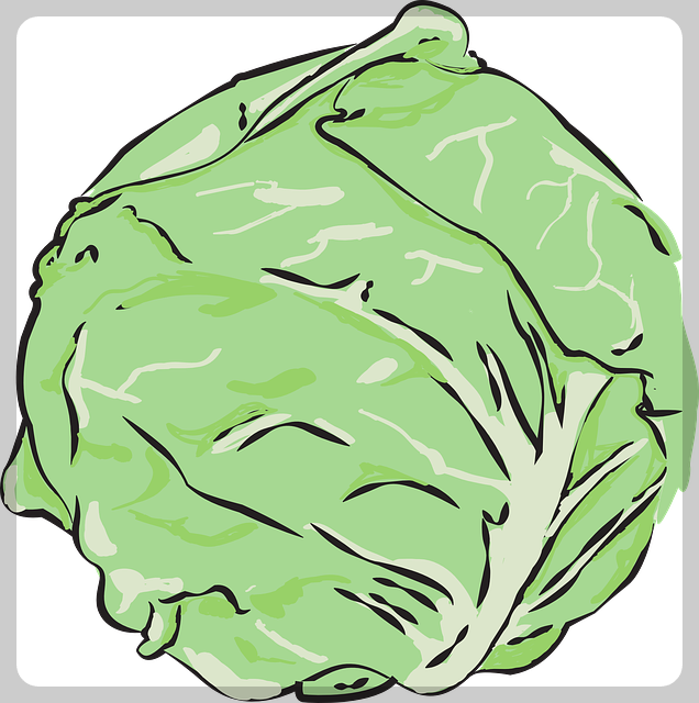 양배추 사진5