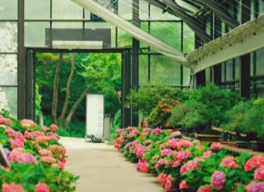 2025 화담숲 여름 수국축제&amp;#44; 여름의 낭만을 품다!