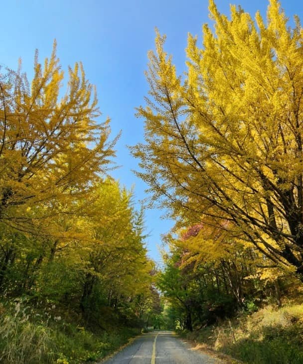 용인-백련사-은행나무길