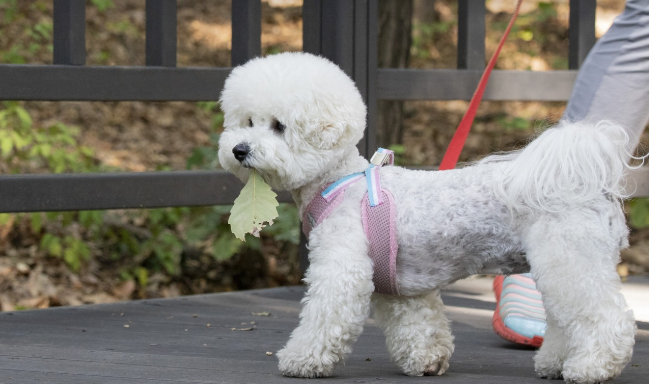 강아지가 여행지에서 산책하는 이미지