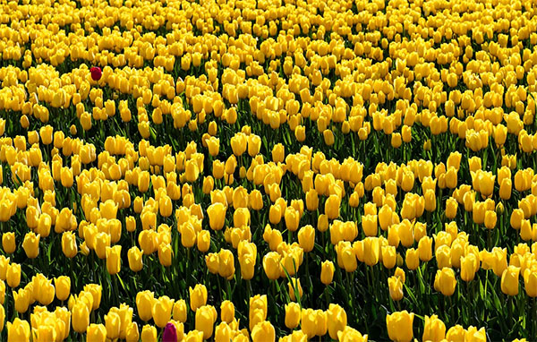 노란색 튤립의 클로즈업 이미지