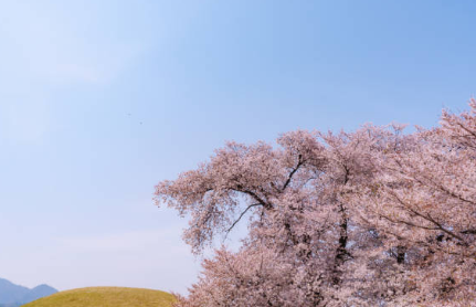 겹벚꽃 명소