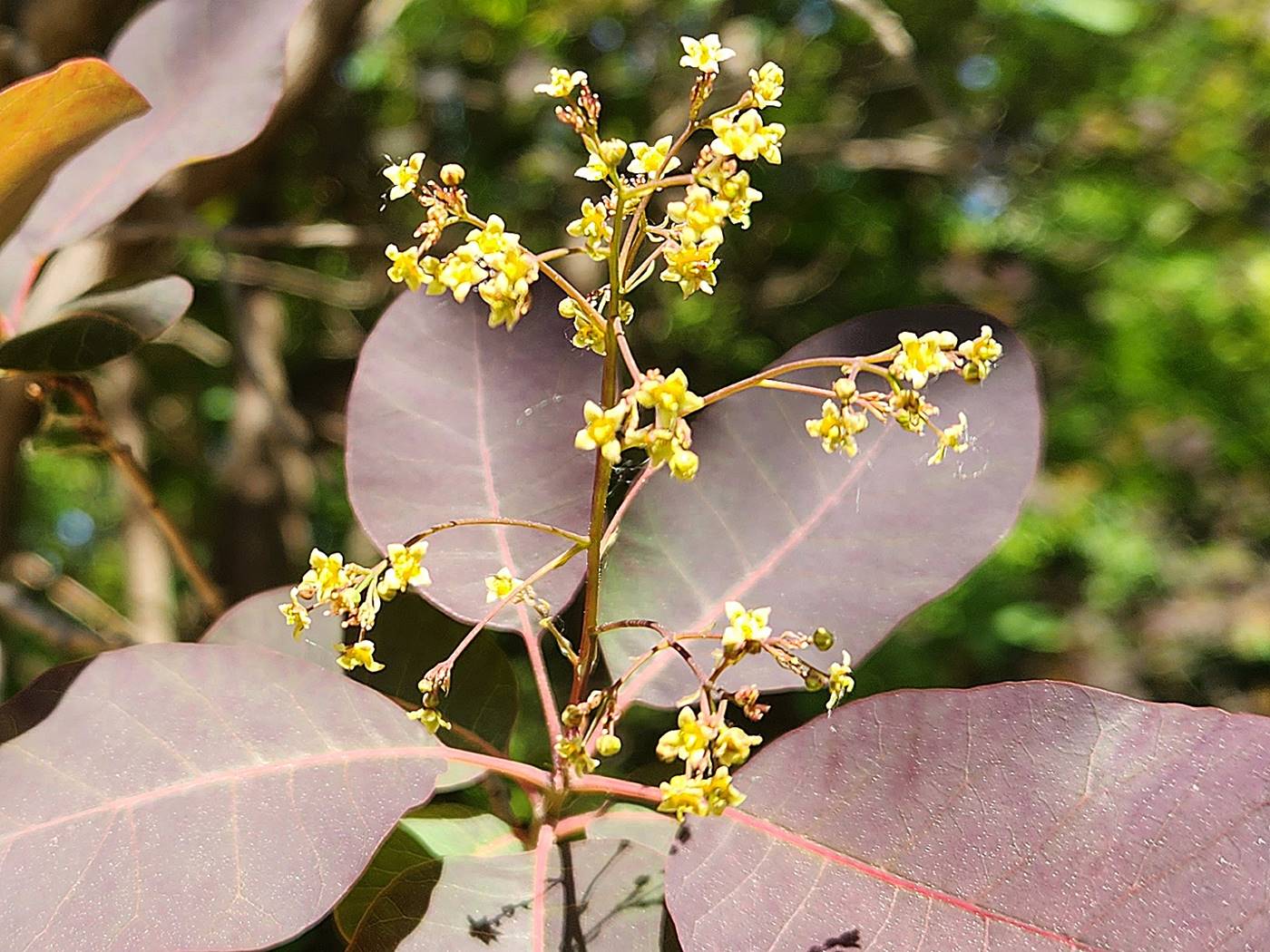 안개나무(자엽안개나무) Smoke tree