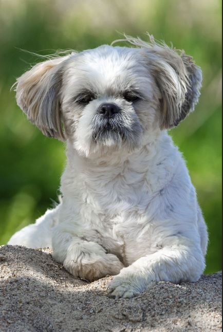 2026년 개띠 운세 총정리｜재물운&middot;건강운&middot;인간관계운 완벽 해석