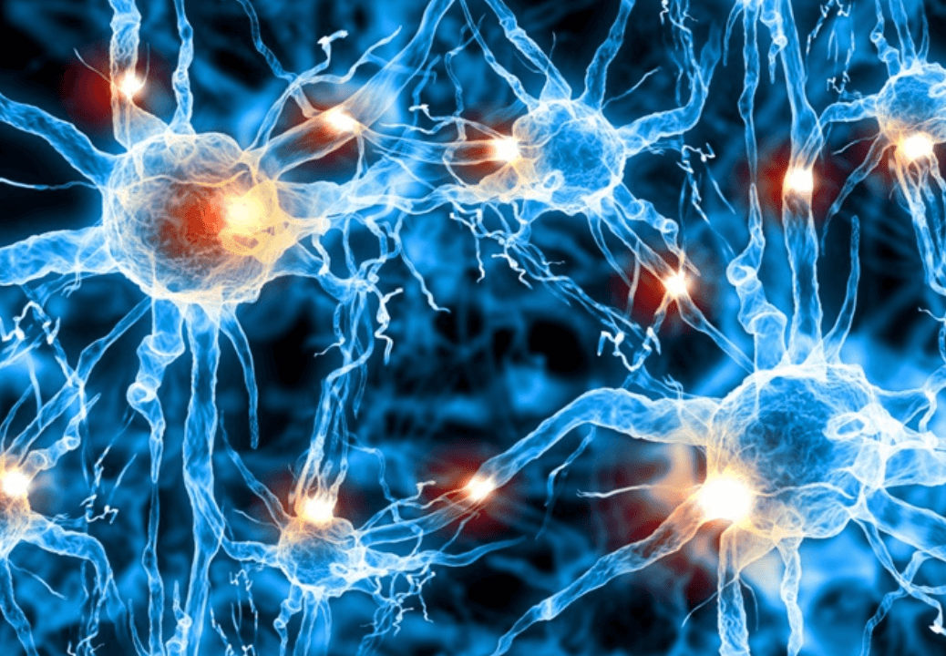 포스파티딜 세린 뇌 건강