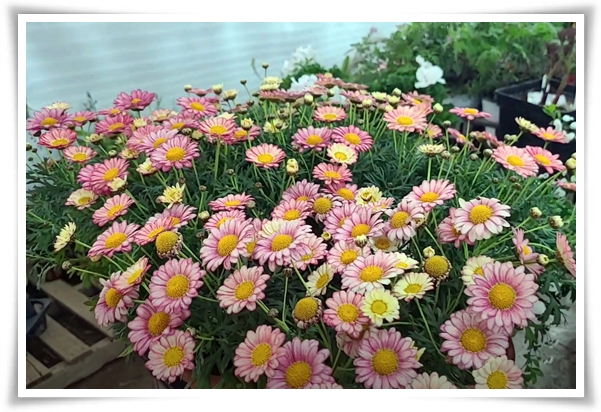 "마가렛" 상큼함으로 일상을 물들이는 꽃, 키우기부터 활용까지 완벽 가이드!