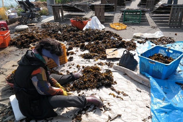 -영덕-미역-석리마을-따개비미역국