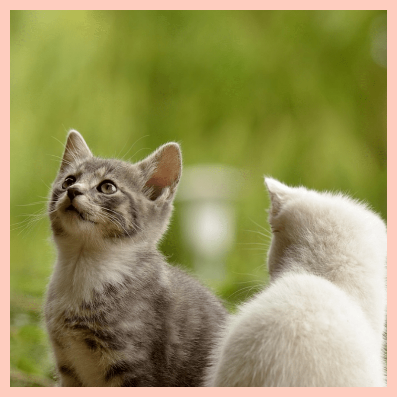 고양이-참치캔-급여-방법