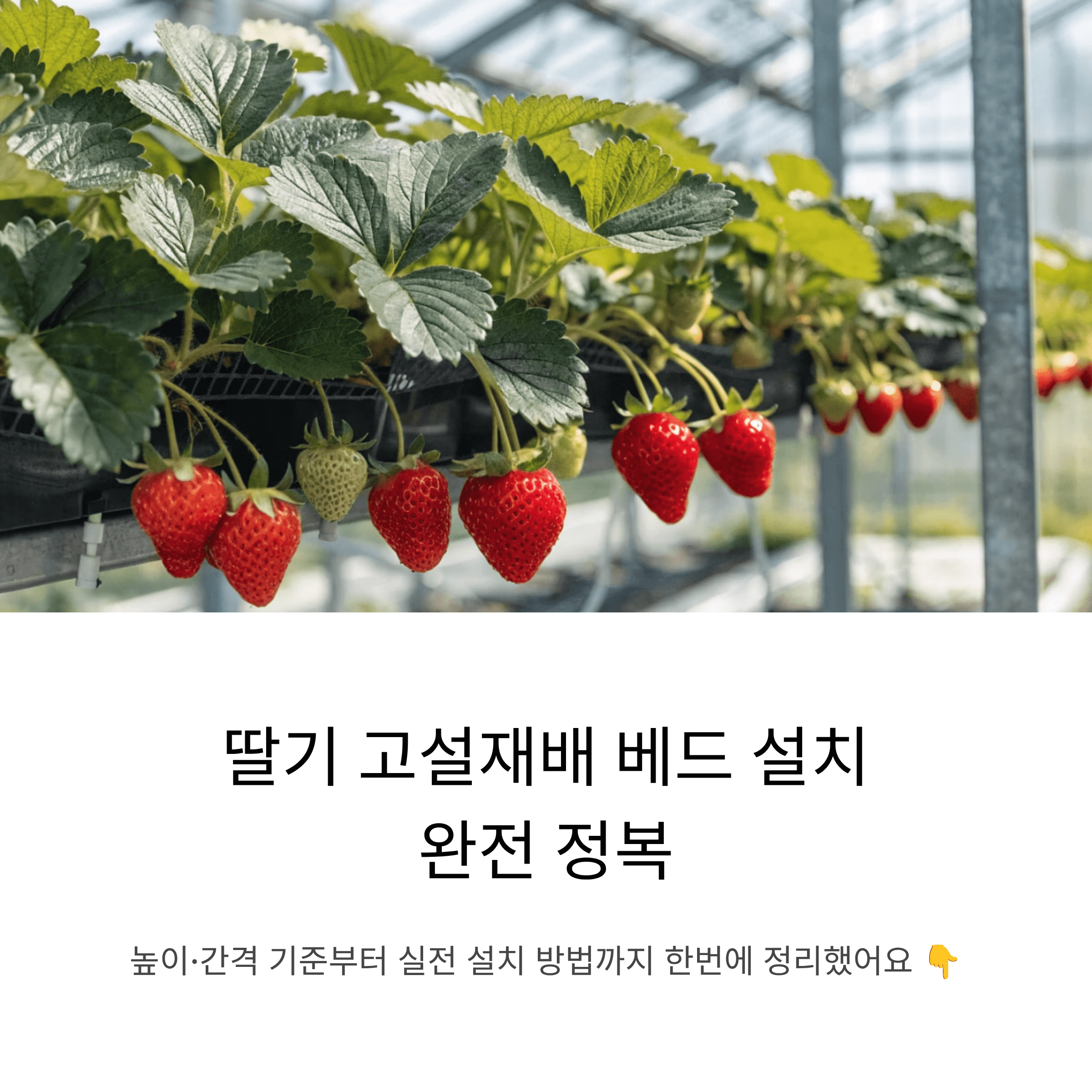딸기 고설재배 베드 설치, 높이와 간격 기준부터 실전 방법까지 한 번에 정리