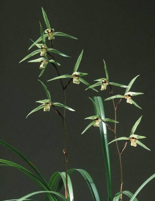 국내 희귀식물 – 제주 한란