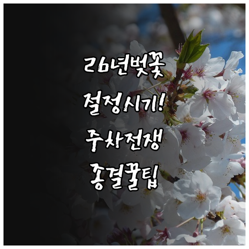 2026년 벚꽃 절정 시기 안내 및 ..