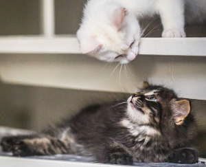 서로 노려보고 있는 두 마리의 고양이