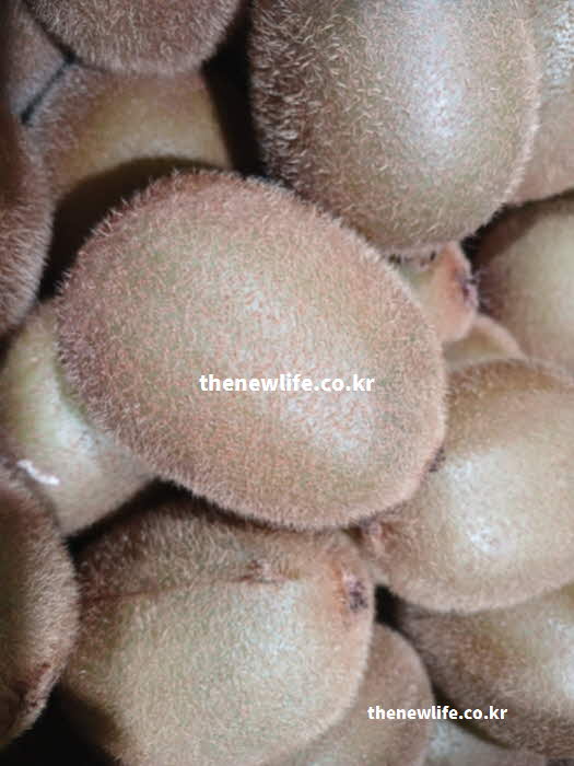 키위 효능 요리 활용