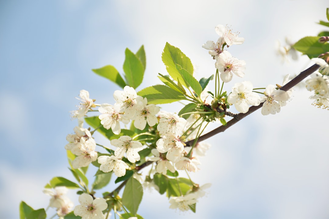Bloom