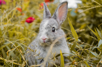 토끼와 함께 춤추는 도시? – 독일 ‘토끼 축제’ 체험기