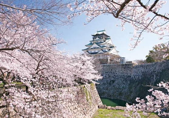 오사카성 벚꽃