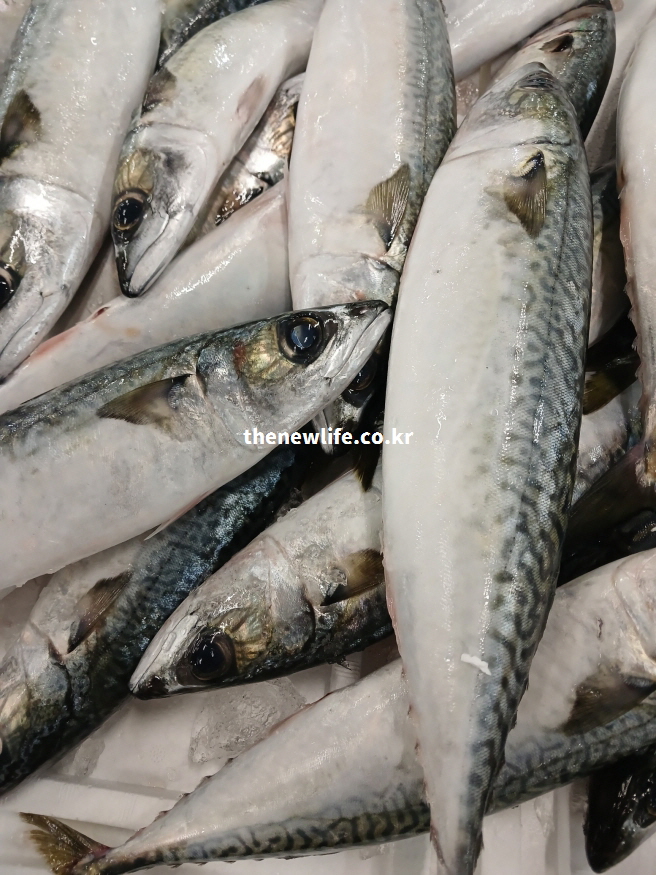 고등어의 풍부한 DHA 성분이 눈의 피로와 시력 저하 개선에 도움이 되는 효능을 설명하는 실물 고등어 사진