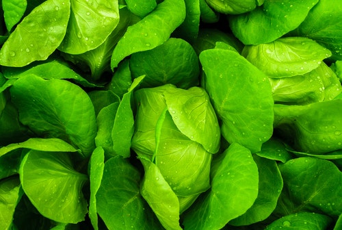 여드름에 샐러리 주스 이점