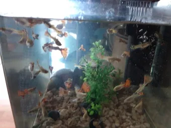 구피 키우기와 건강하게 번식시키는 팁_7