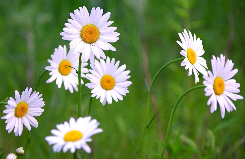 가을에 피는 꽃 종류 구절초