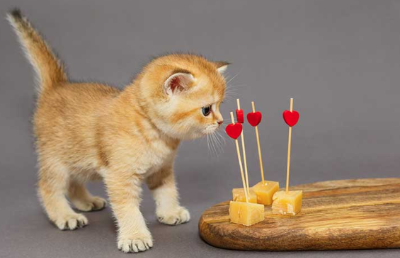 치즈를 바라보는 아기고양이