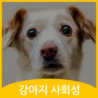 강아지가 다른 강아지 싫어하는 원인과 해결법_41