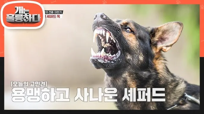 저먼 셰퍼드 성격 분양 공격성 수명 몸무게_8