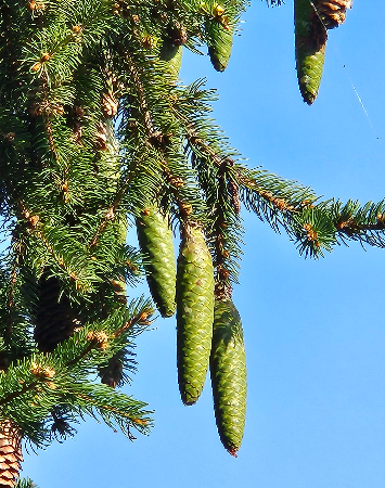 독일가문비 열매1
