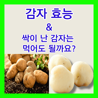감자의 효능 싹이난 감자 먹어도 될까요?