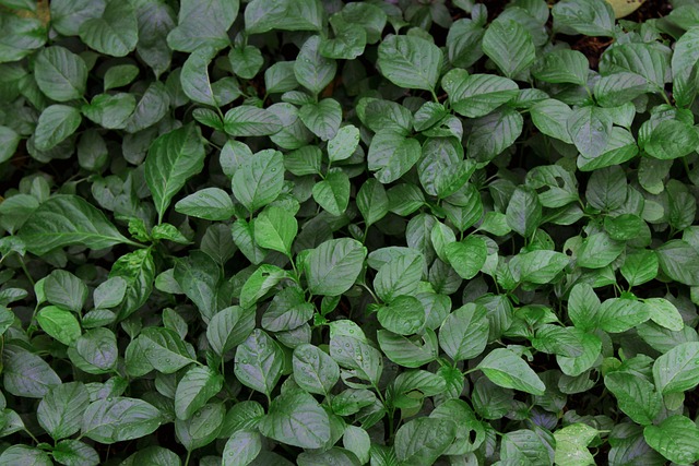 시금치나물 맛있게 무치는법