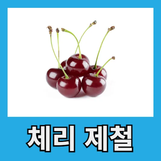 체리 제철시기