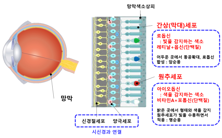 망막의 간상세포 원추세포