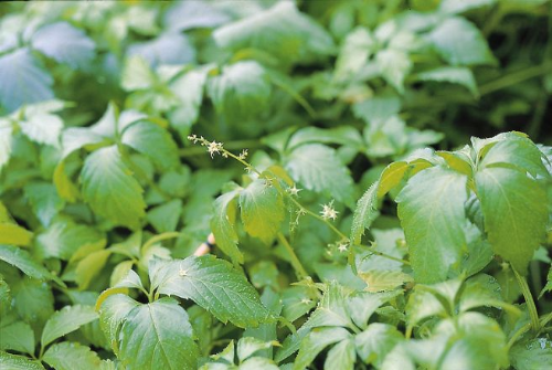 천연 다이어트 식품 돌외잎 식물 이미지