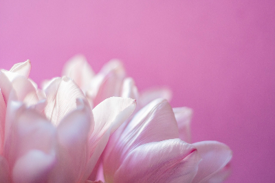 아멜리아 에드워즈 고고학의 여왕